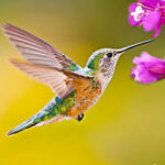 Hummingbird Game APK 1.2 Free Download latest version For Android
